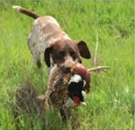 Retrieving a Pheasant