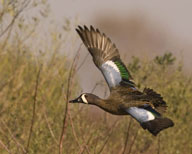 Blue Winged Teal