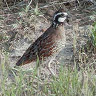 Bob White Quail