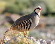 Chukar