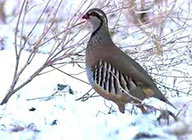 Chukar