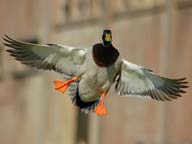 Drake Mallard