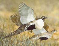 Sage Grouse