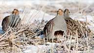 Hungarian Partridge