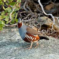 Mountain Quail