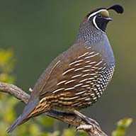 California Valley Quail