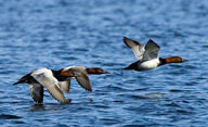 Canvasbacks