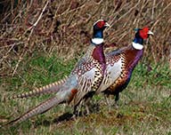 Ring Necked Pheasants